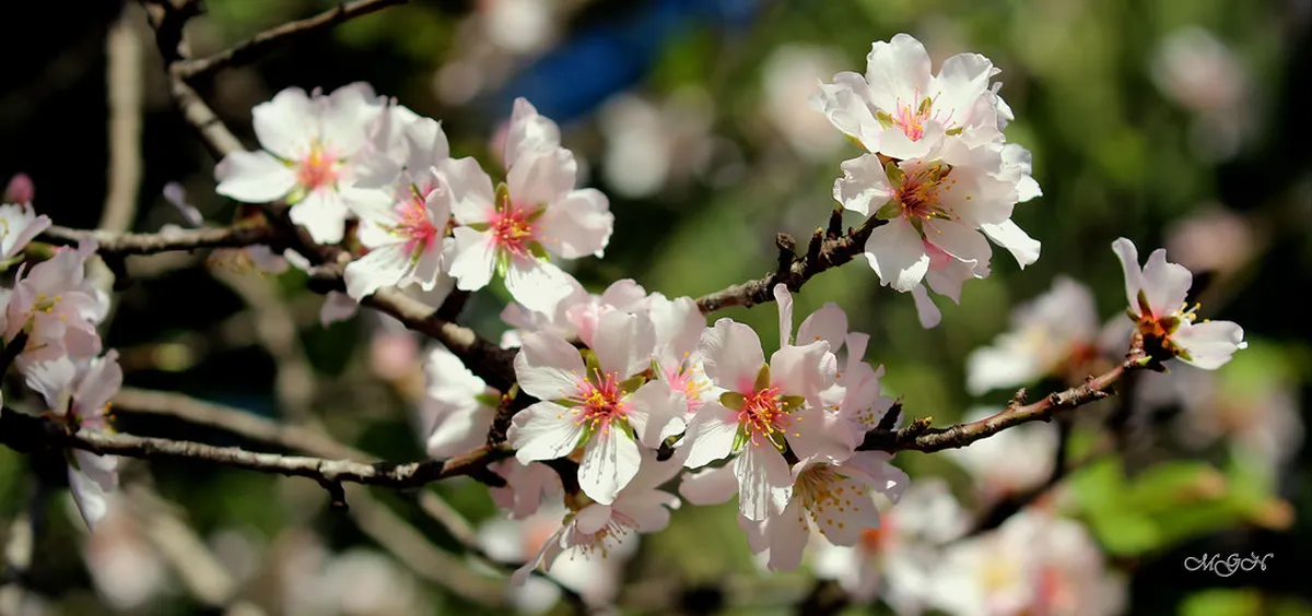 5 Best Ways to Experience the Almond Blossom in Mallorca
