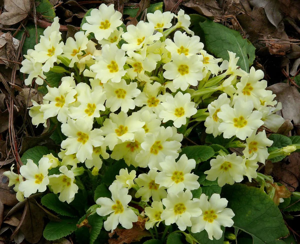 12 Best Places To See Flowers In Europe (2026)