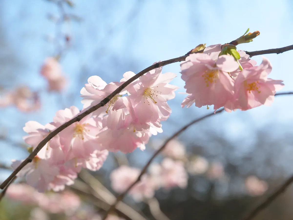 Cherry Blossom in Amsterdam: 7 Best Spots and Timing Tips