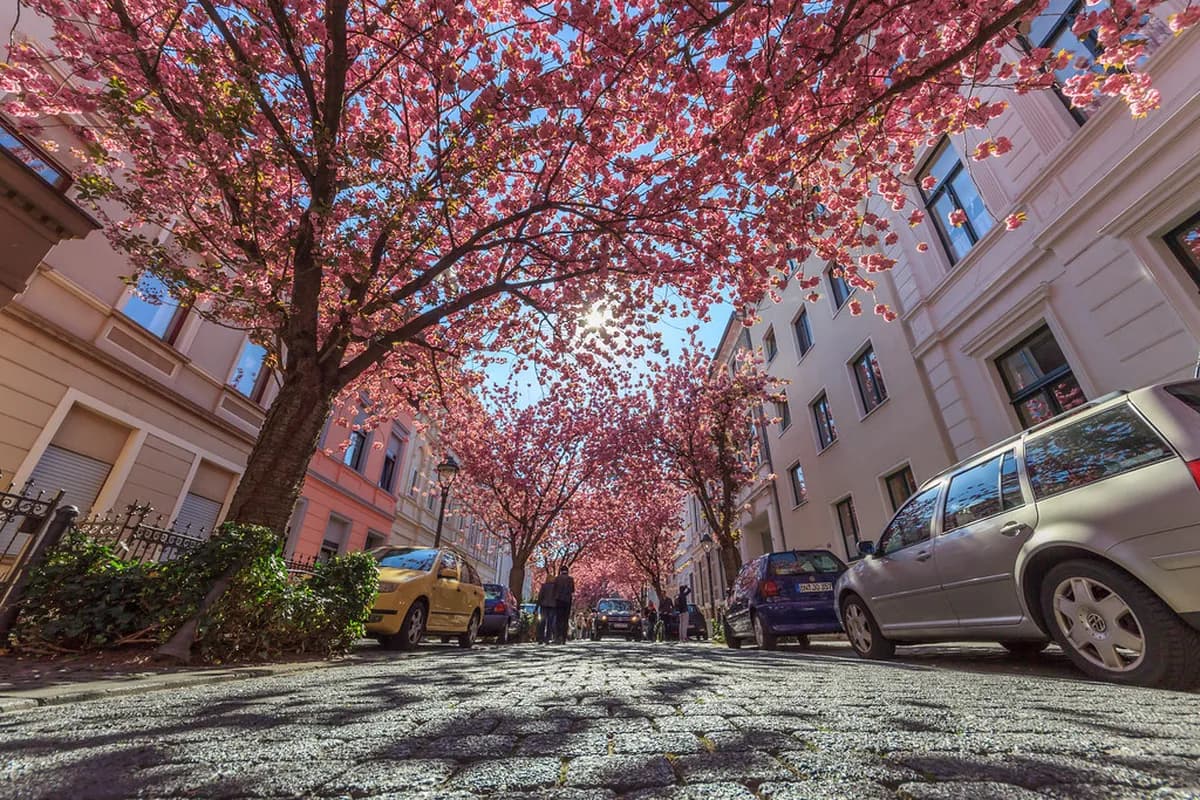 7 Essential Tips for the Cherry Blossom in Bonn (2026 Guide)