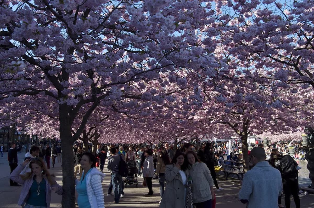 Cherry Blossom In Stockholm: 10 Essential Tips & Locations