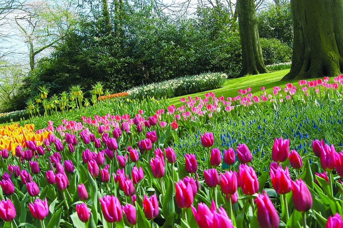 Keukenhof Tulips Guide: 10 Essential Tips for Your 2026 Visit
