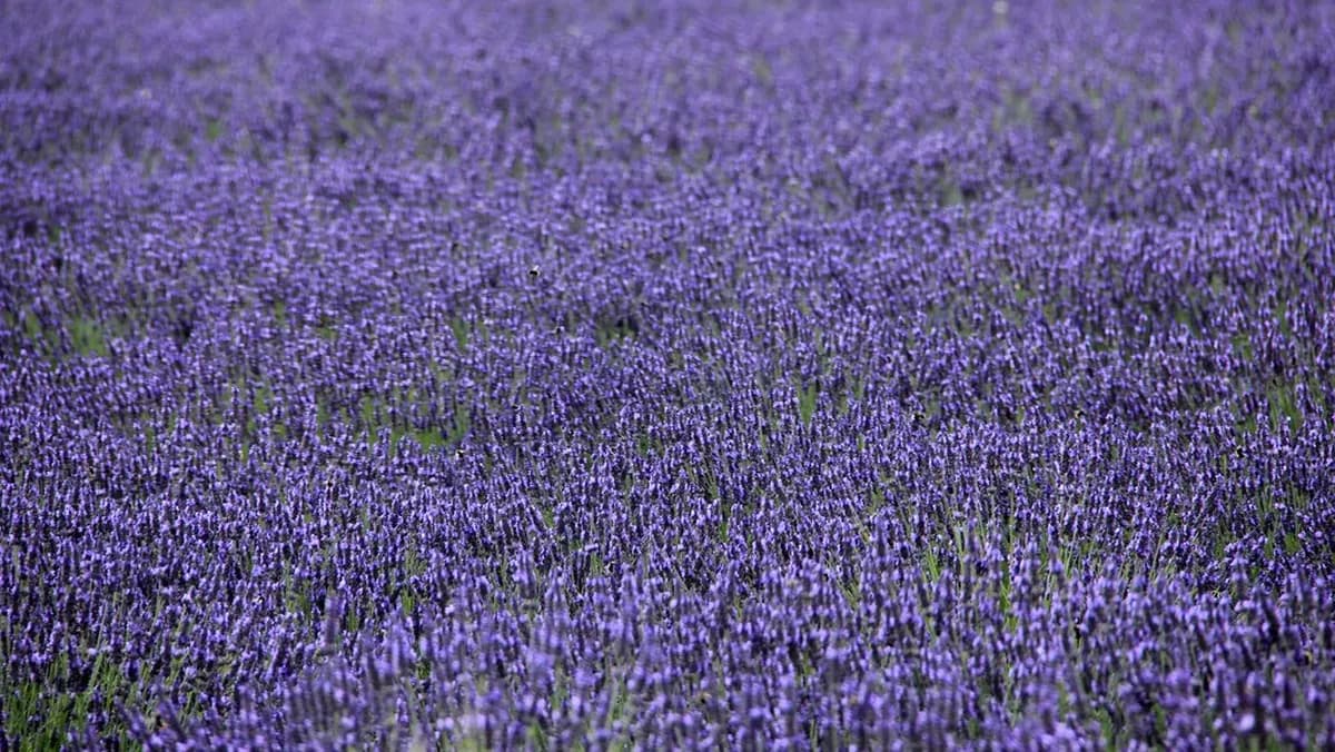 Visiting the Cotswold Lavender Fields: 8 Things to Know