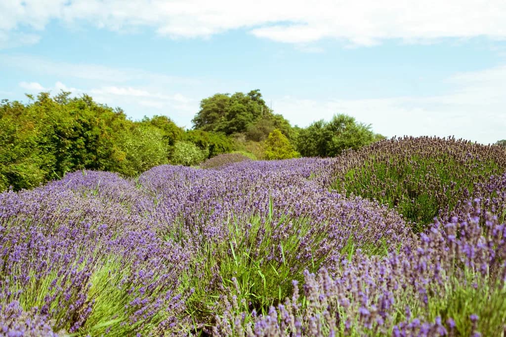 Lavender Fields Provence: Best Fields in Valensole and Sault