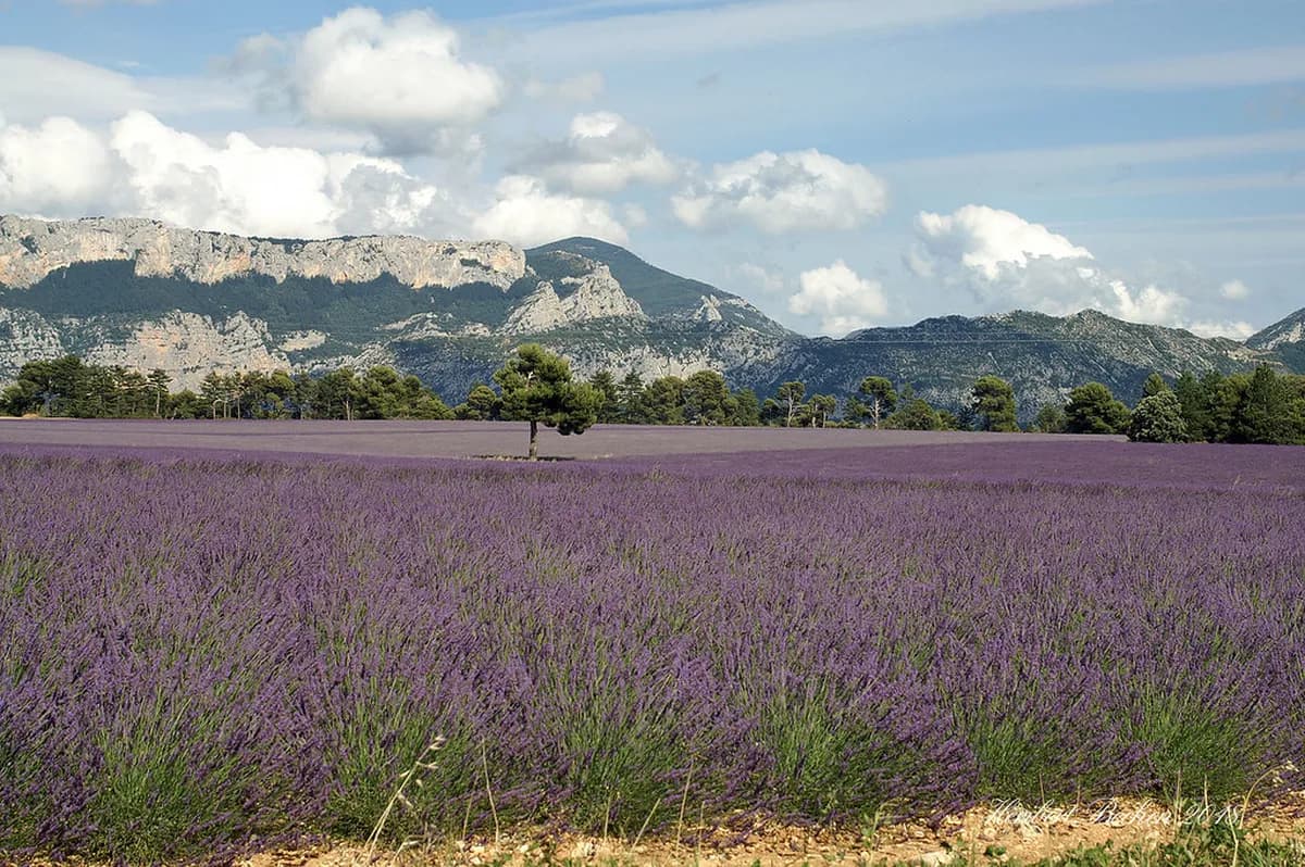 10 Lavender Fields Provence Photography Tips for Professional Results