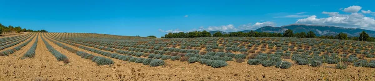 10 Best Ways to Experience Lavender Fields Provence Tours (2026)