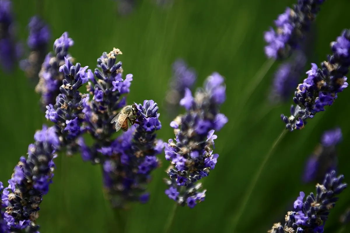 10 Best Areas and Hotels to Stay Near Provence Lavender Fields (2026)
