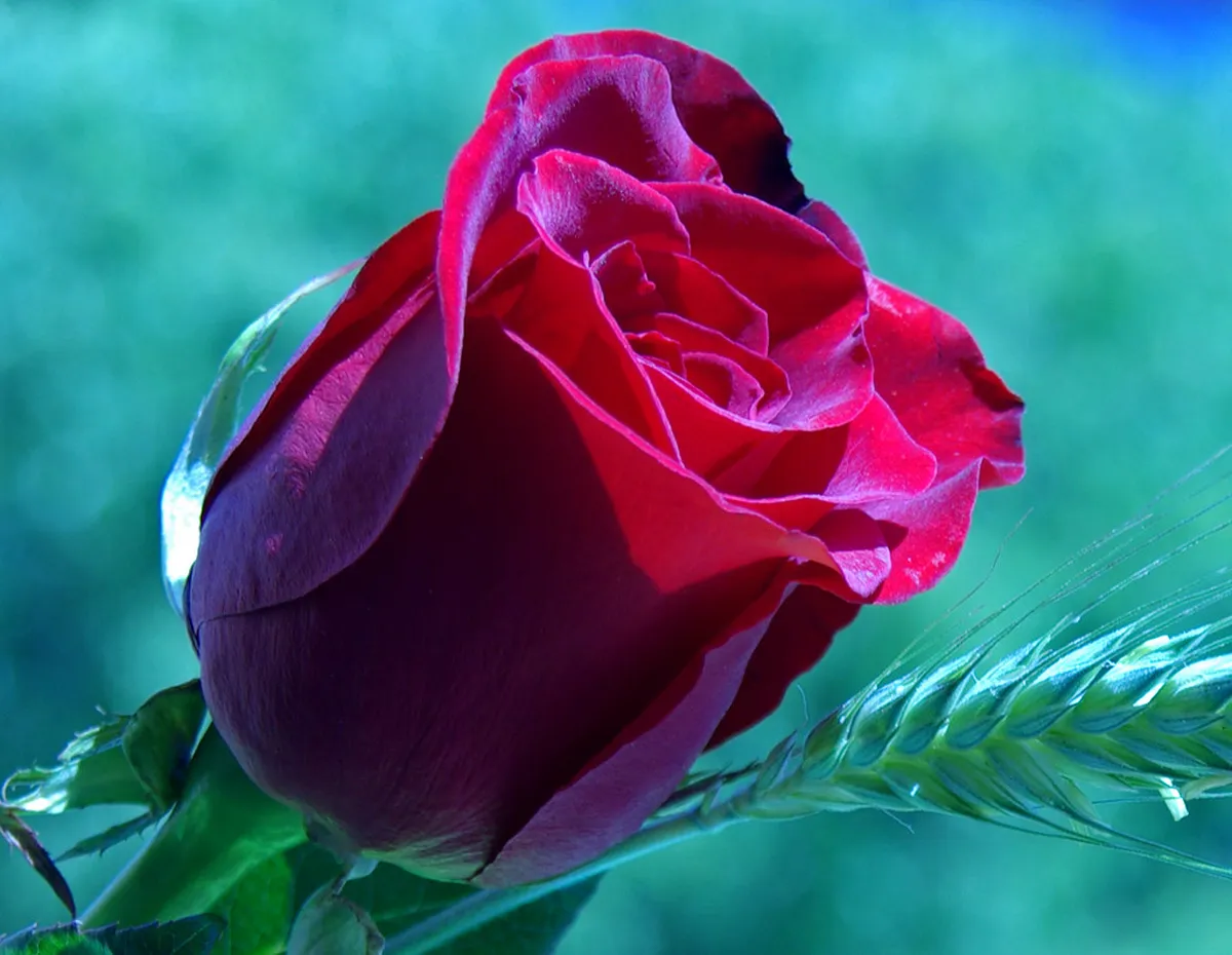 Sant Jordi Day Guide Travel Guide