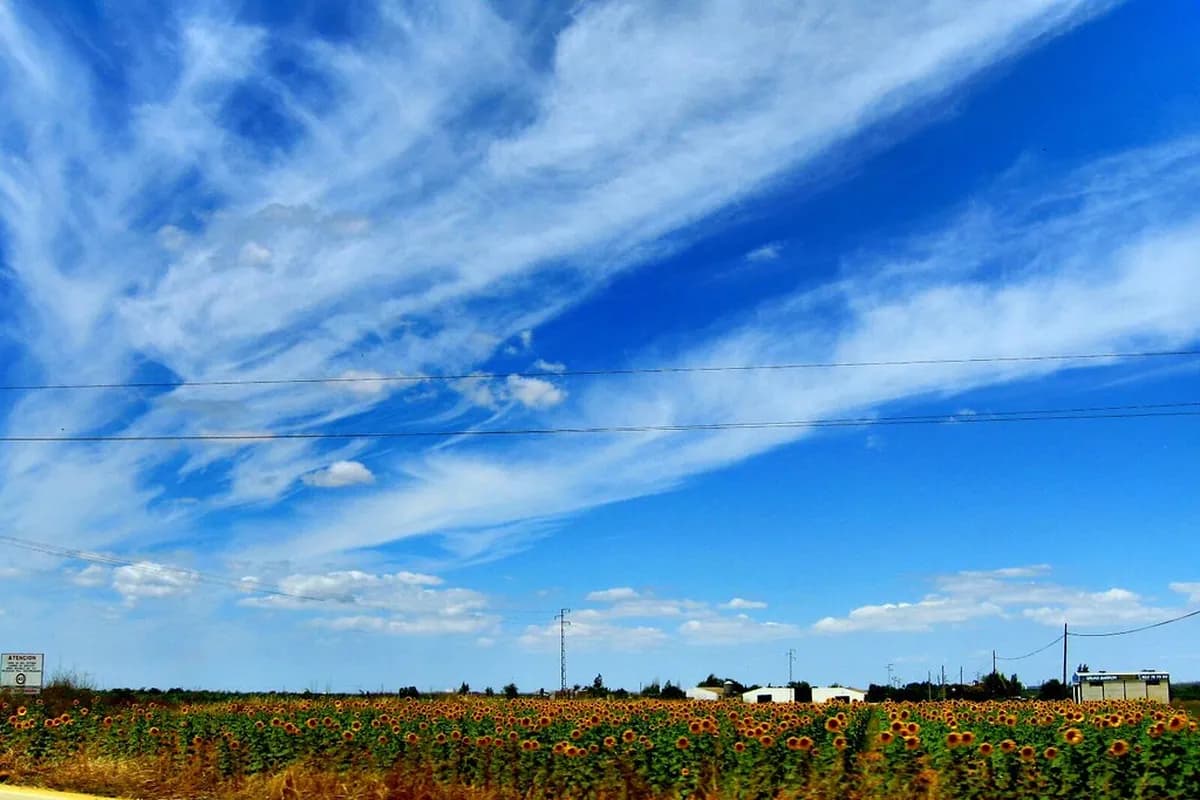 7 Essential Tips for Sunflower Fields in Andalusia