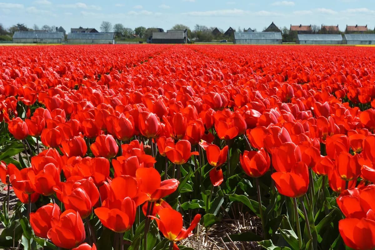7 Best Ways to See Tulip Fields in the Netherlands Beyond Keukenhof