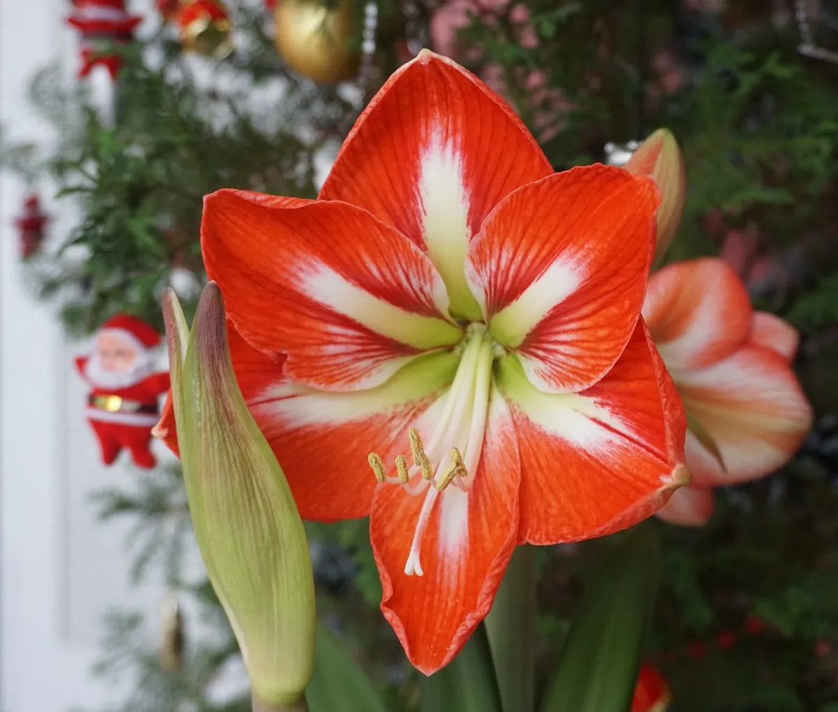 What Is a Christmas Market? A Travel Guide