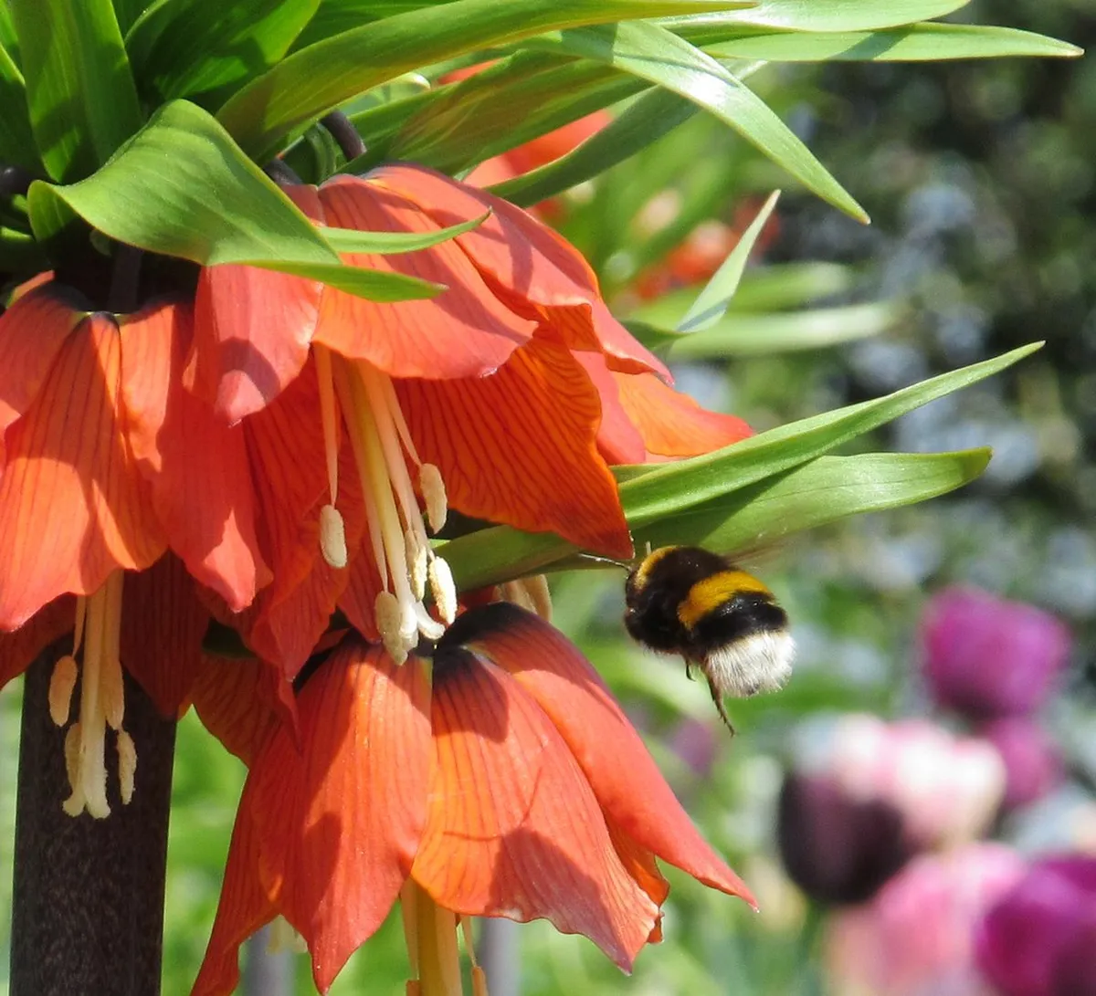 When To Visit Keukenhof: The Ultimate 2026 Planning Guide
