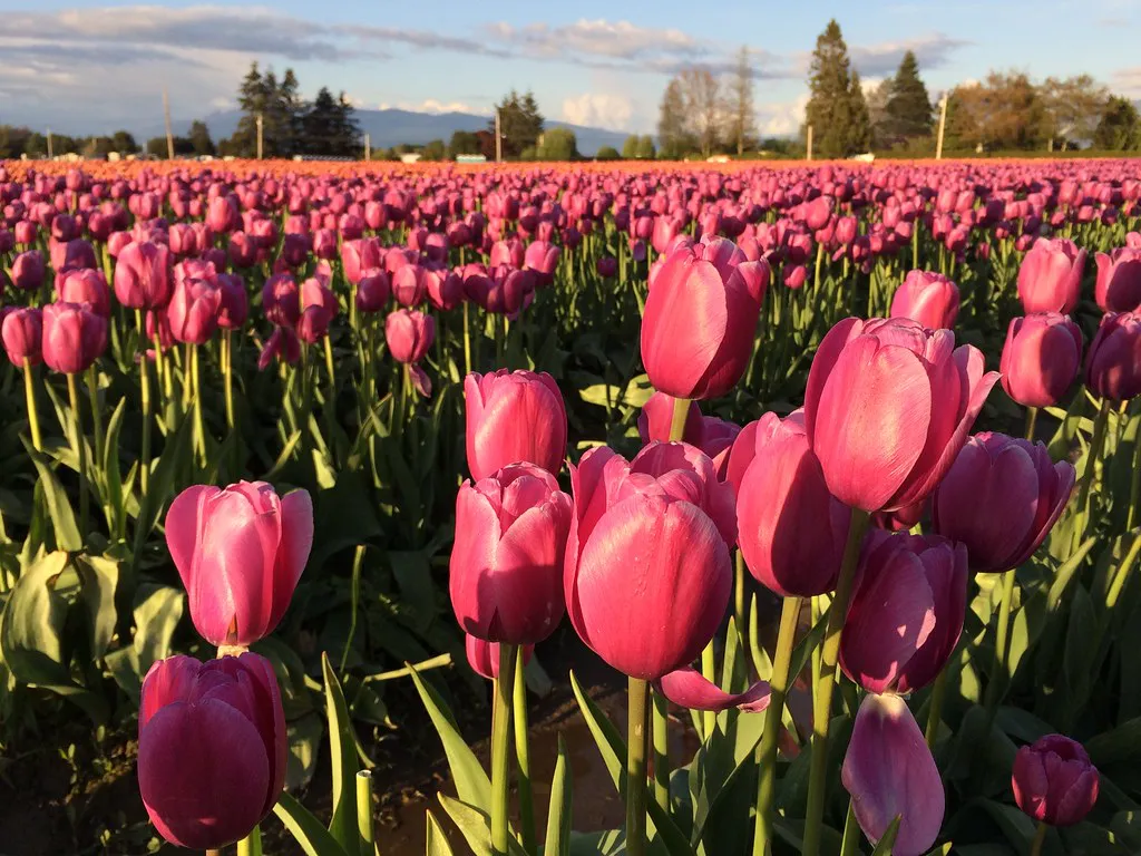 Flower Fields and Expert Travel Tips for Europe