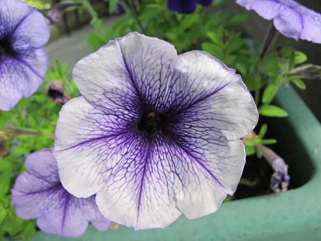 Flower Fields and Expert Travel Tips for Europe