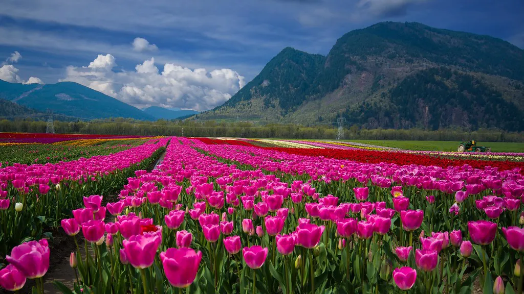 Flower Fields and Expert Travel Tips for Europe