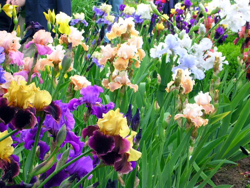 Parc Bagatelle in Paris flower field