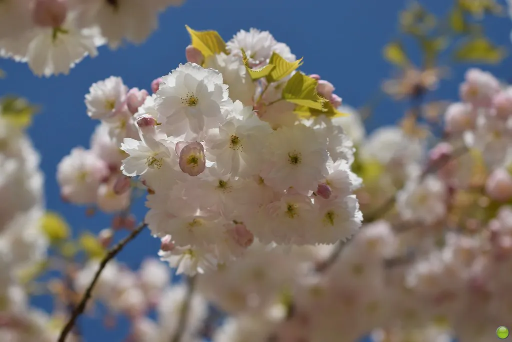 Cherry Blossom in Amsterdam