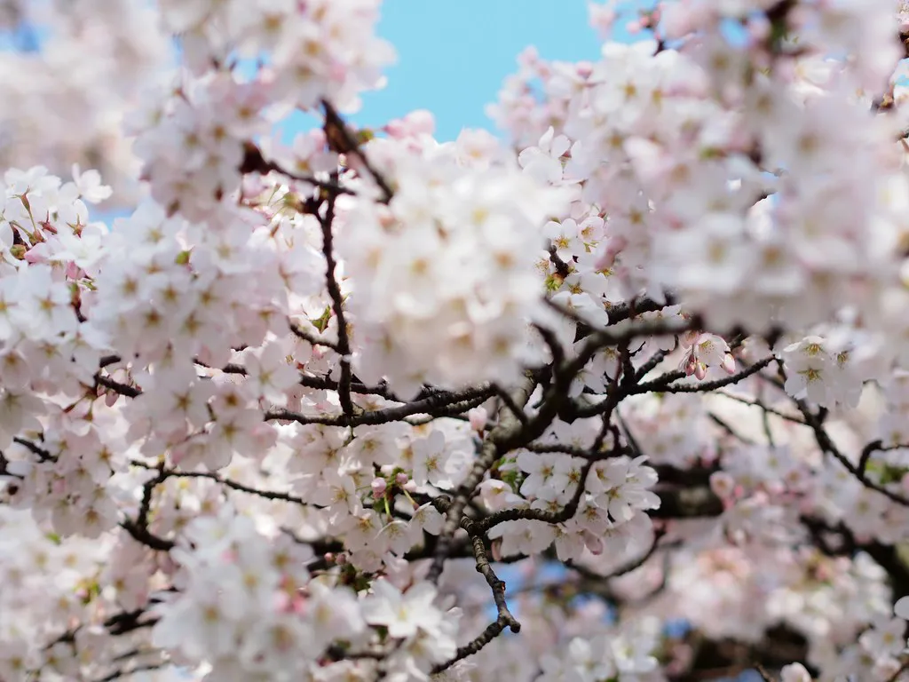 Cherry Blossom in Amsterdam