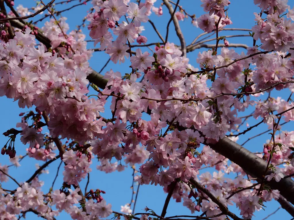 Cherry Blossom in Amsterdam