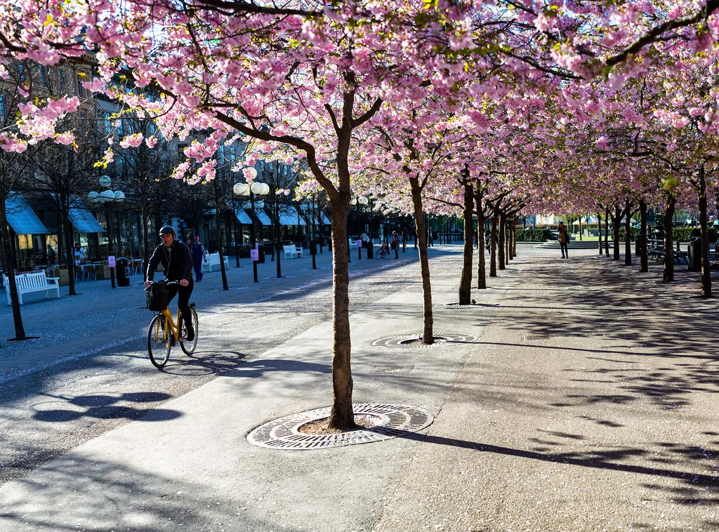 Cherry Blossom In Stockholm