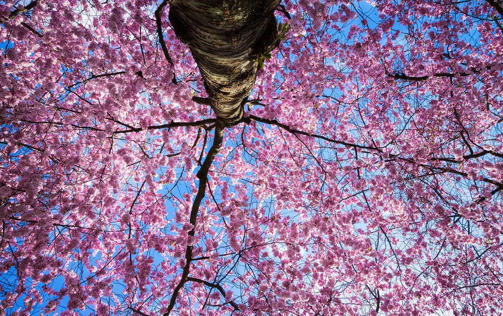 Cherry Blossom In Stockholm