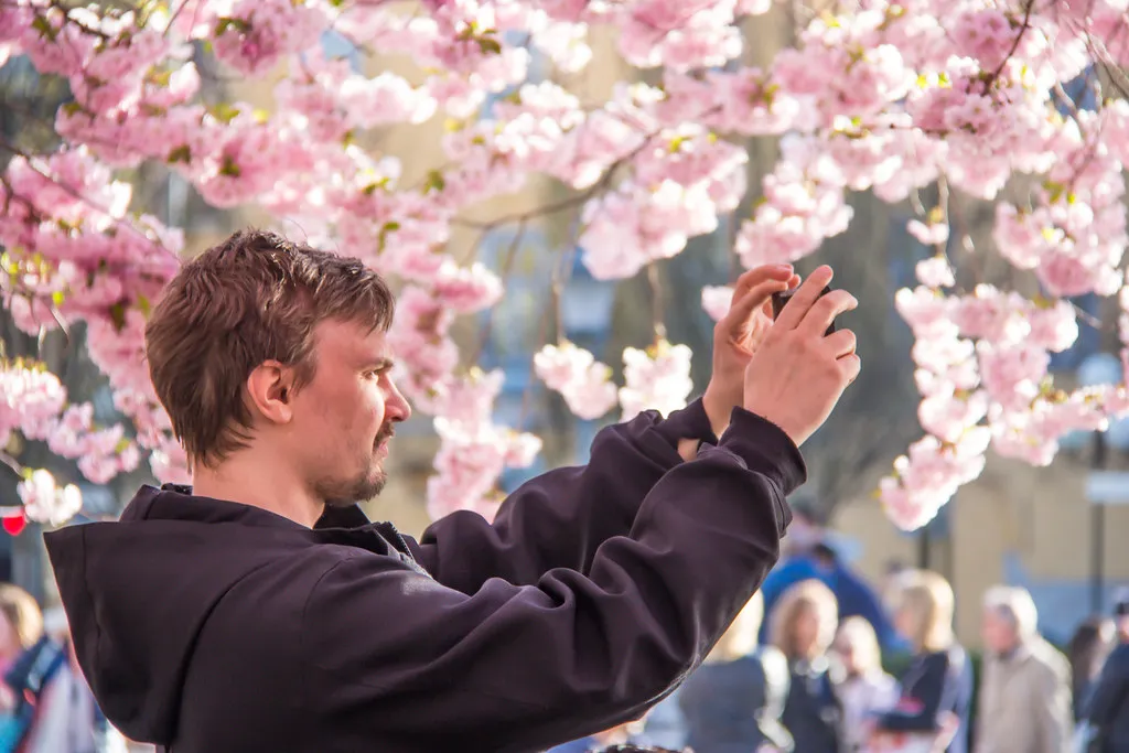 Cherry Blossom In Stockholm