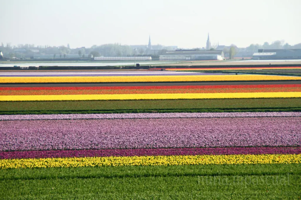 Keukenhof Tickets and How to Visit