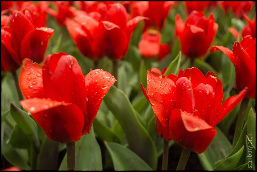 Keukenhof Tulips
