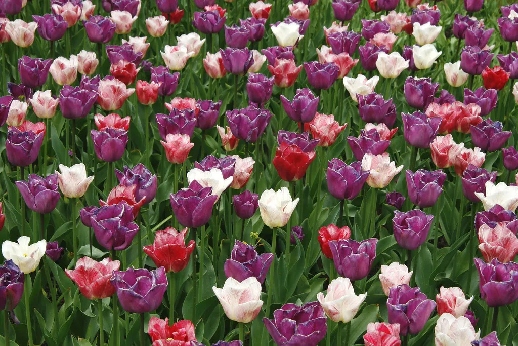 Keukenhof Tulips