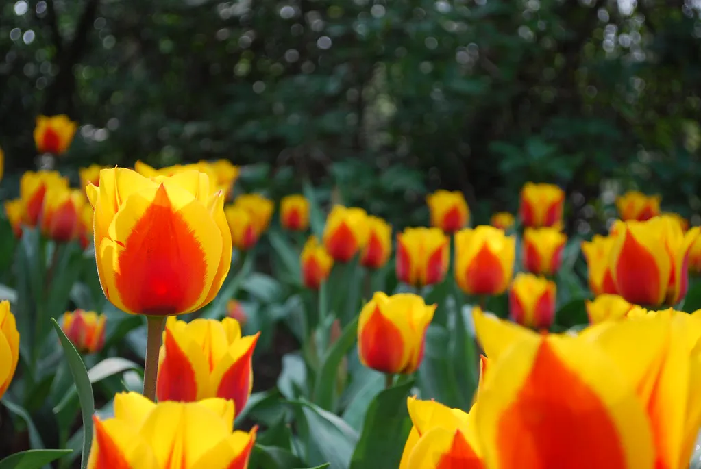 Keukenhof Tulips