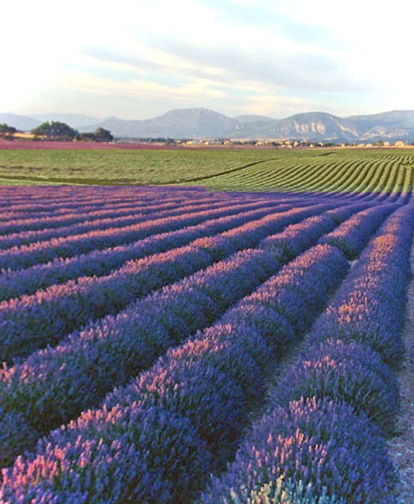 Lavender Fields Provence