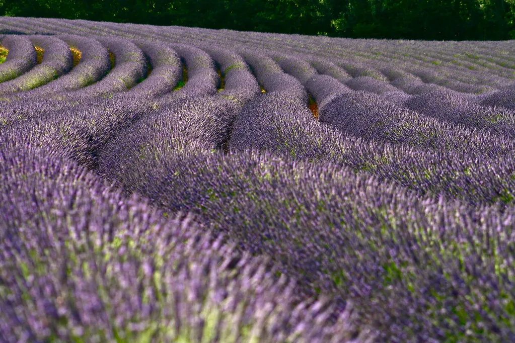 Lavender Fields Provence