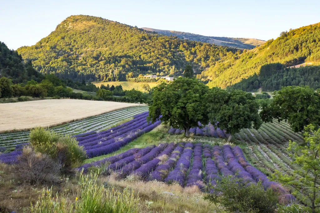 Lavender Fields Provence