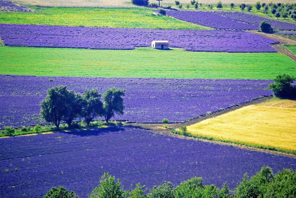 Lavender Fields Provence