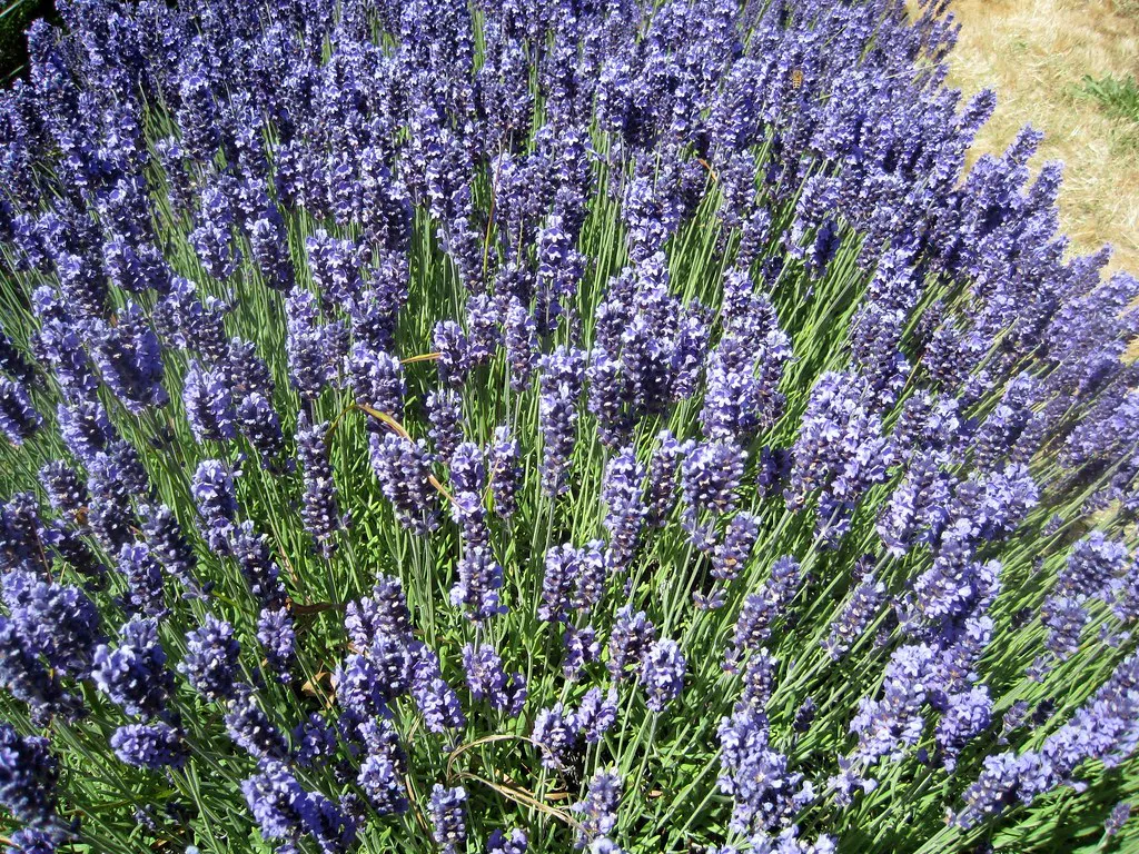 Lavender Fields Provence Photography Tips for Professional Results