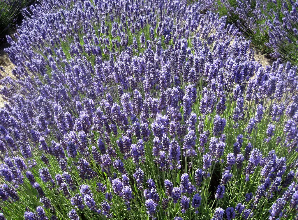 Lavender Fields Provence Photography Tips for Professional Results