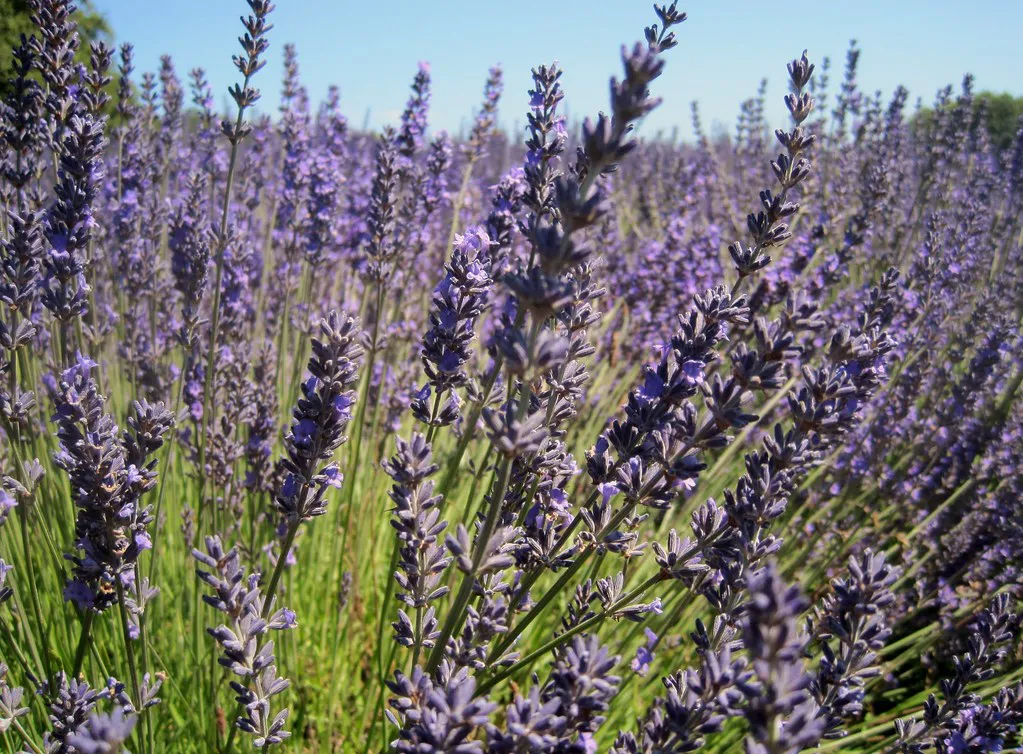 Lavender Fields Provence Photography Tips for Professional Results