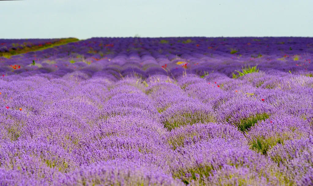 Lavender Fields Provence