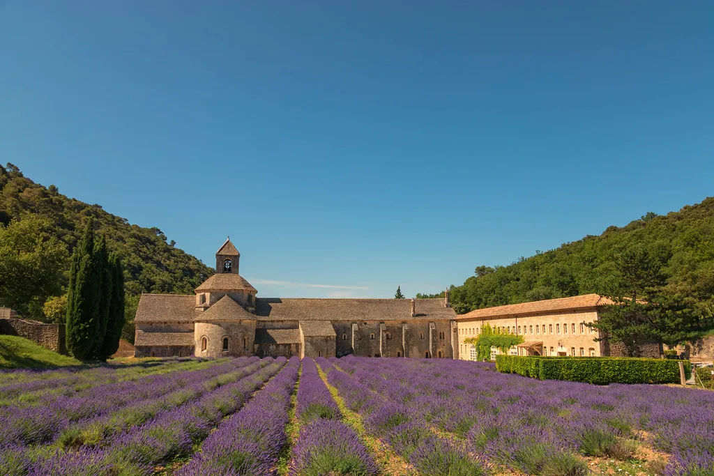 Lavender Fields Provence