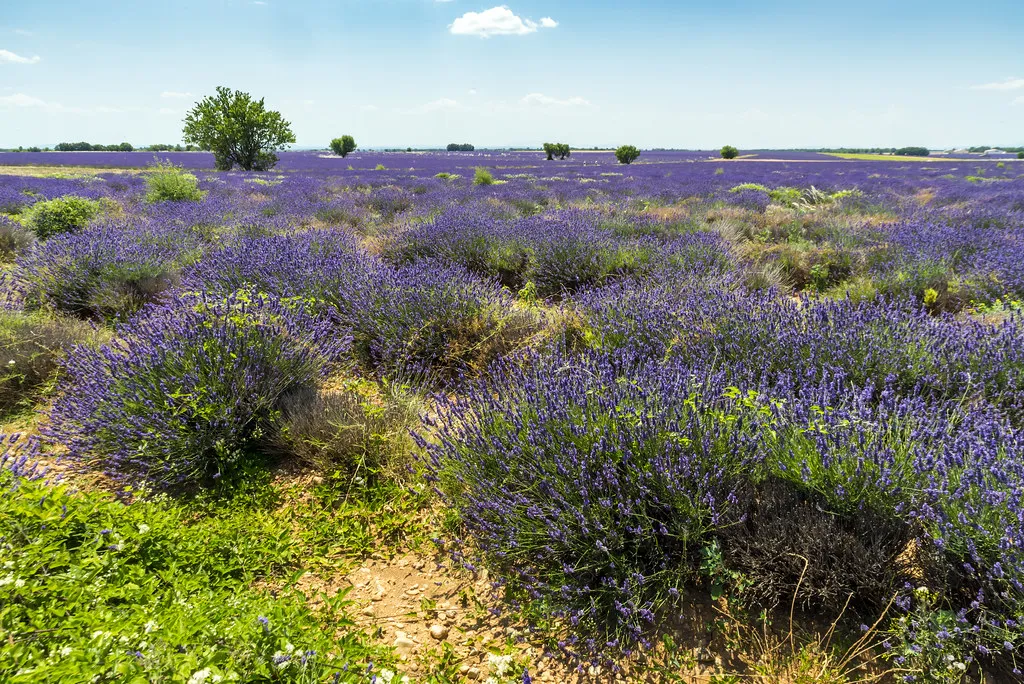 Lavender Fields Provence