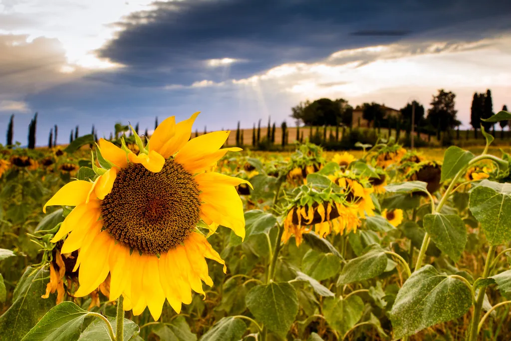 Sunflower Fields in Tuscany