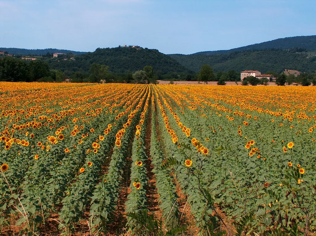 Sunflower Fields in Tuscany