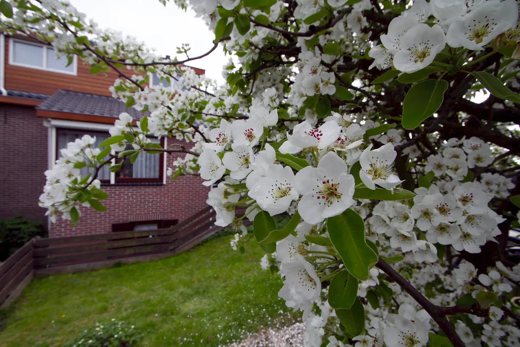Places to See Cherry Blossom in Europe