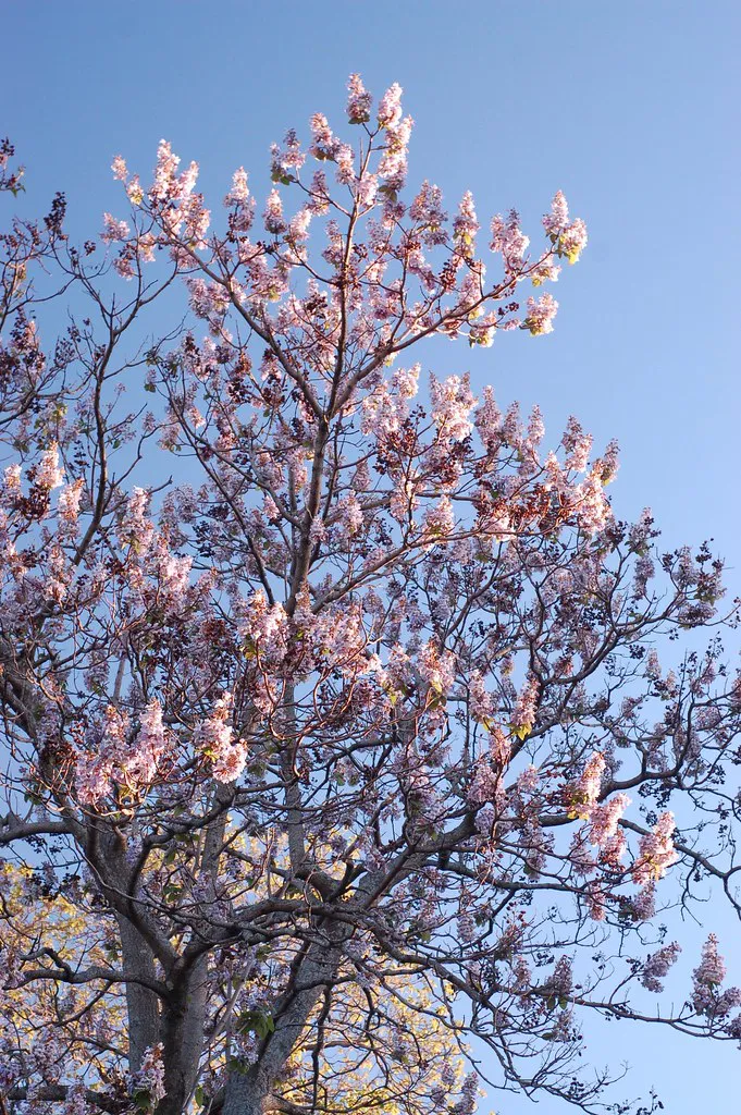 Places to See Cherry Blossom in Europe
